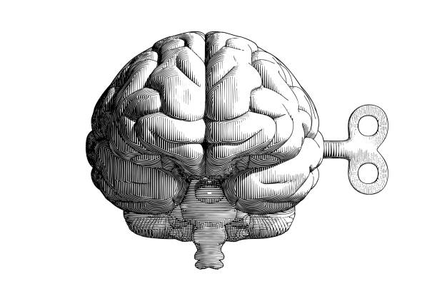 Vintage drawing brain and wind up key on white BG Monochrome vintage engraving drawing human brain with wind up key in front camera view  illustration isolated on white background intelligence illustrations stock illustrations