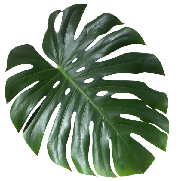 istock Monstera green juicy fresh leaf isolated on a white background 1203853282
