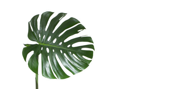 istock Monstera green juicy fresh leaf isolated on a white background 1203853291
