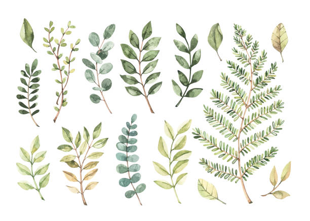 istock Vector watercolor illustrations. Botanical clipart. Set of Green leaves, herbs and branches. Floral Design elements. Perfect for wedding invitations, greeting cards, blogs, posters and more 1203853481