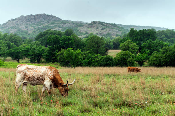 longhorn du texas dans le pays de colline près de chutes de marbre, le texas - texas longhorn cattle photos et images de collection