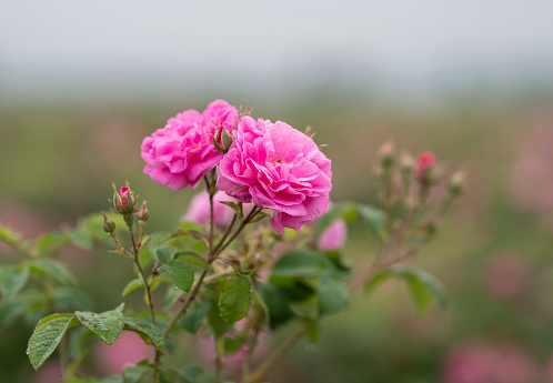 Rosa damascena fields Damask rose, rose of Castile rose hybrid, derived from Rosa gallica and Rosa moschata. Bulgarian rose valley near Kazanlak, Bulgaria in springtime.