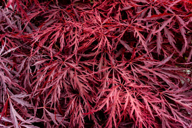 istock Crimson Japanese Maple Foliage 1203855304