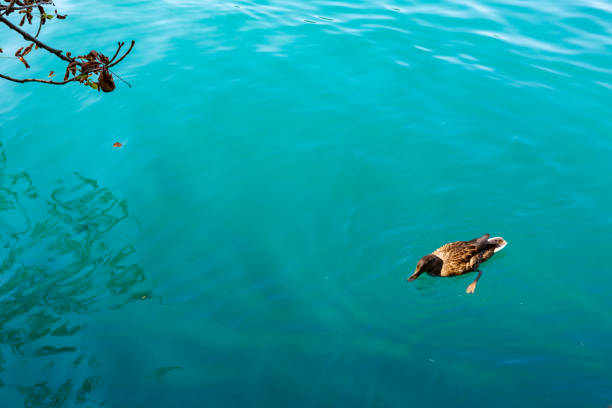 Duck Swimming on a Clear Lake