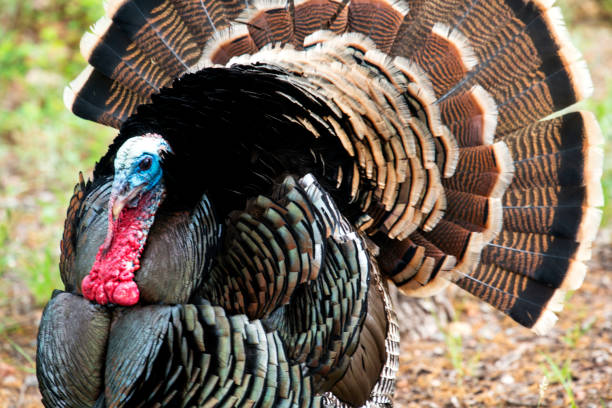istock Wild Rio Grande Turkey 1203858942