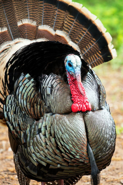 istock Wild Rio Grande Turkey 1203860399