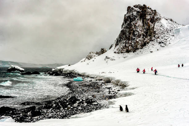 пингвины и люди, идущих по льду острова полумесяца, южные шетландские острова - half moon island horizontal penguin animal стоковые фото и изображения