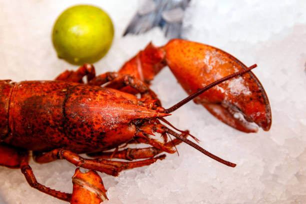 istock Red lobster portrait on ice. 1203860953