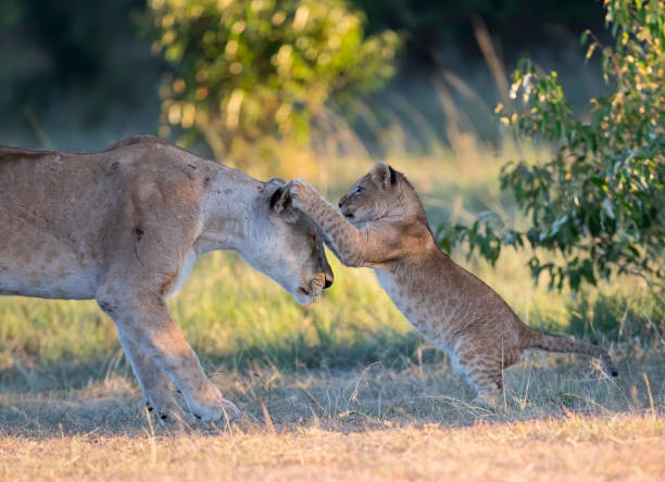 foto de stock de lion family - masai mara national reserve masai mara lion cub wild animals fotografías e imágenes de stock