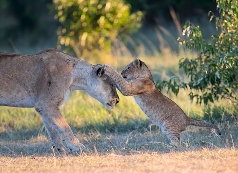 Young lions play and practice fighting. Safari, Africa