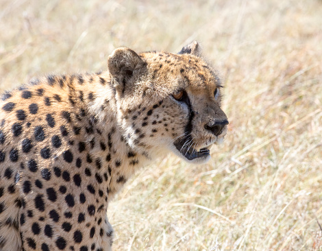 A close up of an adult Cheetah. Taken in Kenya