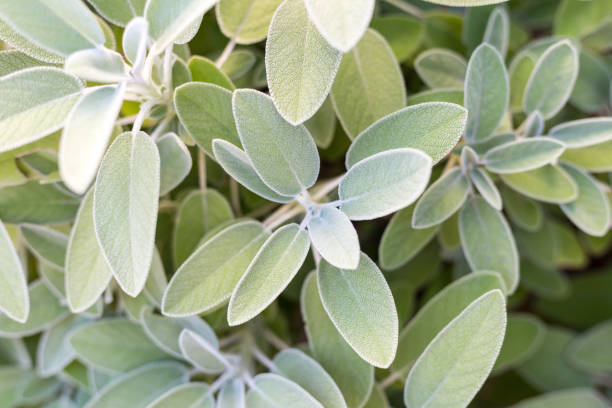 istock Salvia Plant 1203862141