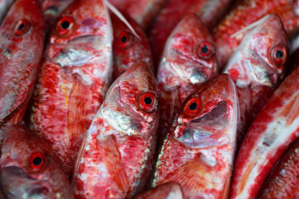Fish, Tabby Fish, Backgrounds, Fish market, Fishing industry