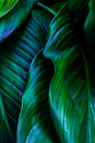 istock Close up, Spathiphyllum cannifolium leaf, abstract green texture, nature background, tropical leaf 1203863675