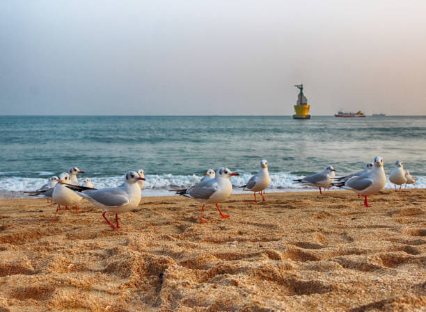 чайки в haeundae beach, пусан, южная корея азия - south corea стоковые фото и изображения
