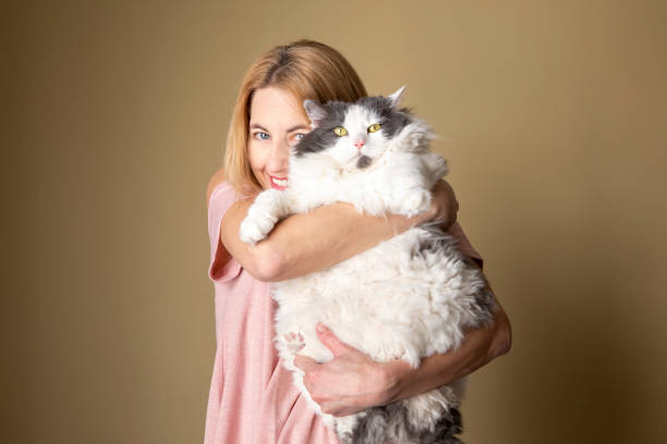 Woman Holding Large Furry Cat A happy woman holding her 20+ pound cat. chubby cat stock pictures, royalty-free photos & images