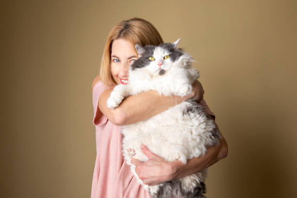 woman holding large furry cat - large cat imagens e fotografias de stock