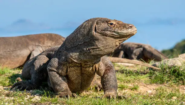 Photo of The Komodo dragon raised the head with open mouth. Scenic view onb the background,  Scientific name: Varanus Komodoensis. Natural habitat. Indonesia. Rinca Island.