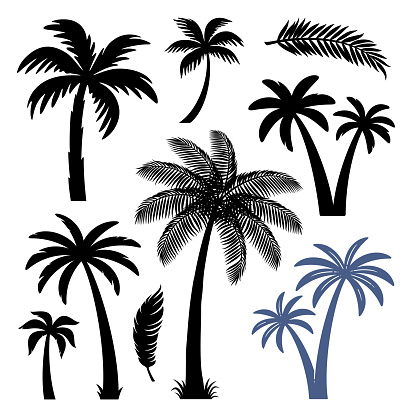 Palm trees design elements set isolated on white background. Vector illustration