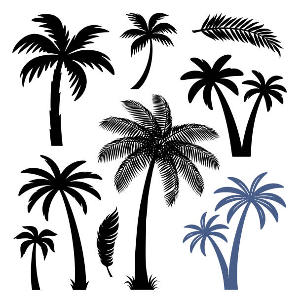 Palm trees design elements set Palm trees design elements set isolated on white background. Vector illustration coconut palm tree stock illustrations