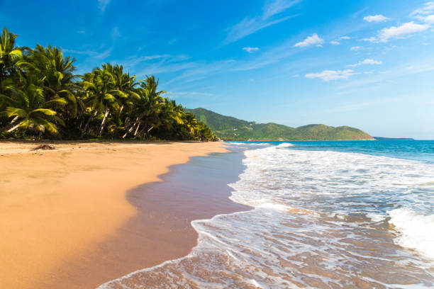 カリブ海のビーチ - water rainforest frond tropical climate ストックフォトと画像