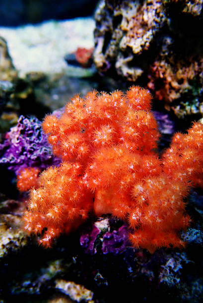 istock Orange Flower Tree Coral - Scleronephthya spp. 1203871328
