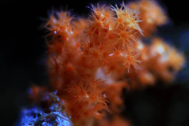 istock Orange Flower Tree Coral - Scleronephthya spp. 1203871332