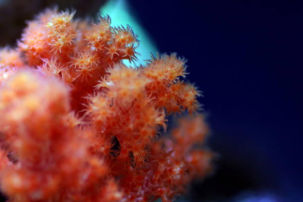istock Orange Flower Tree Coral - Scleronephthya spp. 1203871337