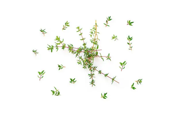 Fresh twig with leaves of organic thyme from the garden seen from above isolated on a white background.