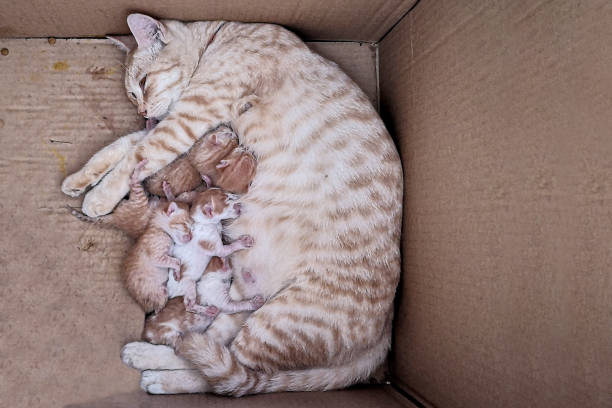 A mummy cat is feeding her kittens with milk inside a carton box.