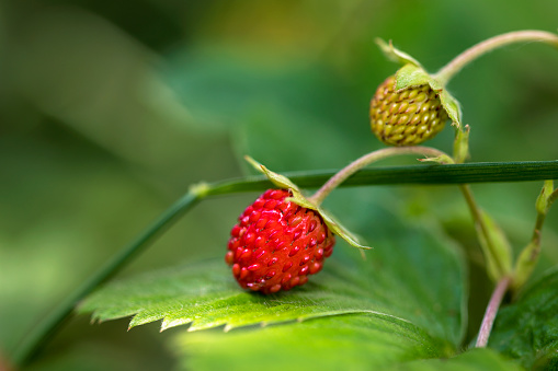 Closeup view of fresh wild strawberries growing in the forest. Image