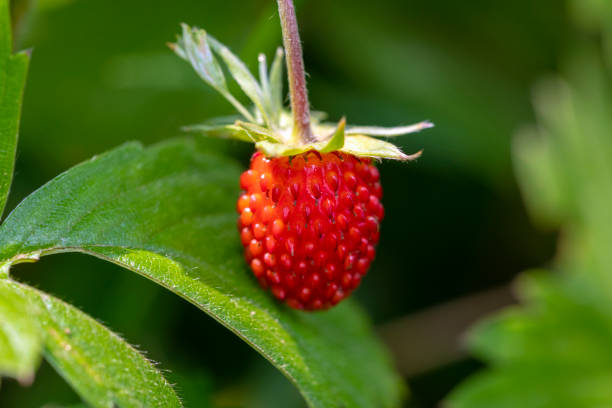 istock Wild Strawberry Closeup 1203873038