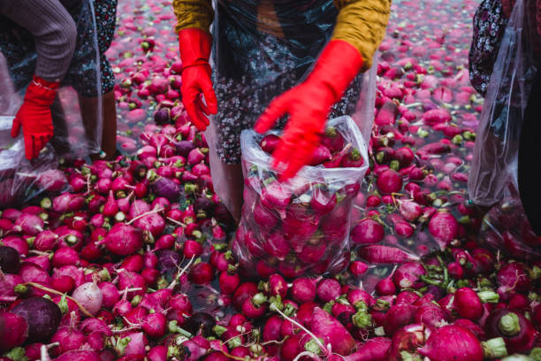 red radish wash