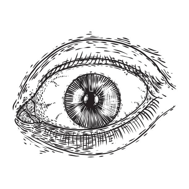 istock Human eye with lashes.  Hand drawn optical vision organ.  Makeup, beauty salon or all seeing eye symbol design element. Vector. 1203874029