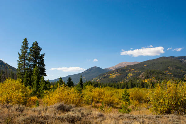istock Mountains Aspen Forest Pine Trees Blue Sky 1203876078