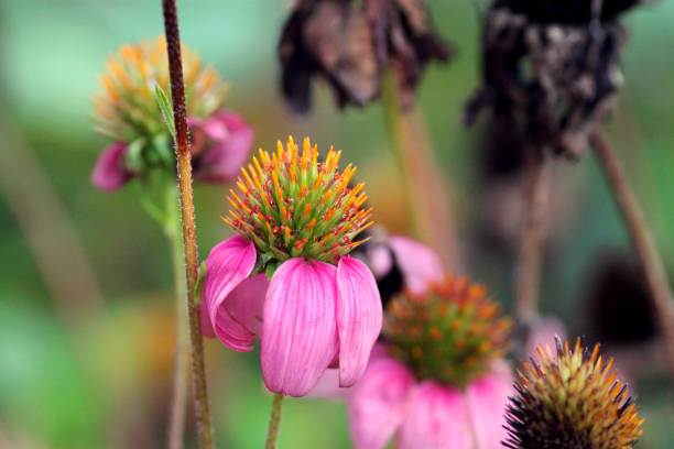This is a close-up shot of  Purple Coneflowers, of the genus Echinacea. They are in a flower bed with decaying coneflowers blurred in the background. Photo taken in New Orleans, Louisiana.