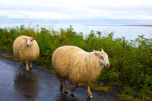 Skagafjörður, North Iceland: Two Sheep Walk on Road Near Fjord