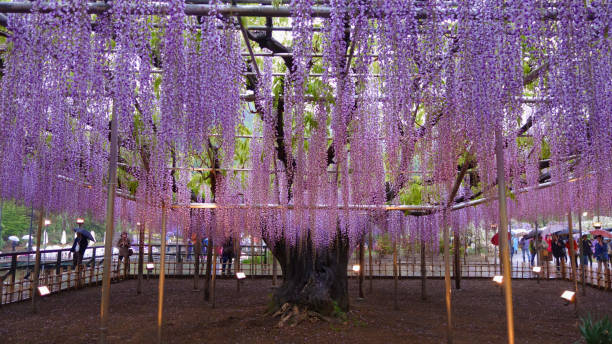 istock Wisteria flower garden 1203878881