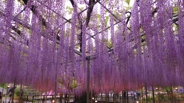 istock Wisteria flower garden 1203878885