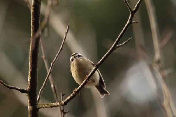 istock Golden-crowned Kinglet 1203881477