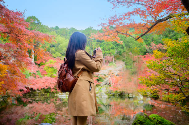 japonia 100 - ginkgo ginkgo tree leaf water zdjęcia i obrazy z banku zdjęć