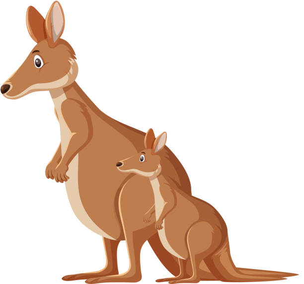 Cute kangaroos standing on white background Cute kangaroos standing on white background illustration joey stock illustrations