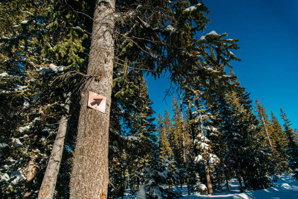istock Wide Angle View of an Arrow-Shaped Directional Path Sign Attached to a Tree Pointing Up and to the Right with Copy Space 1203883736