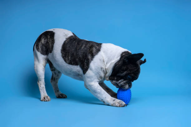 istock French bulldog playing with toy on blue background. Space for text 1203884822