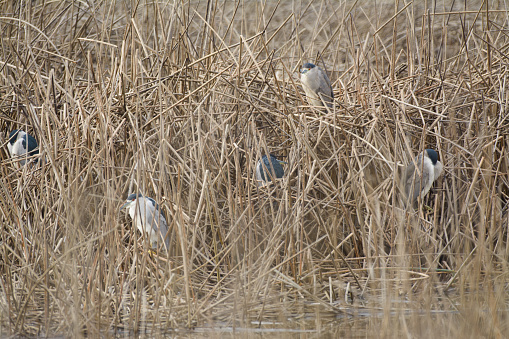 Night herons perched in the thick reeds