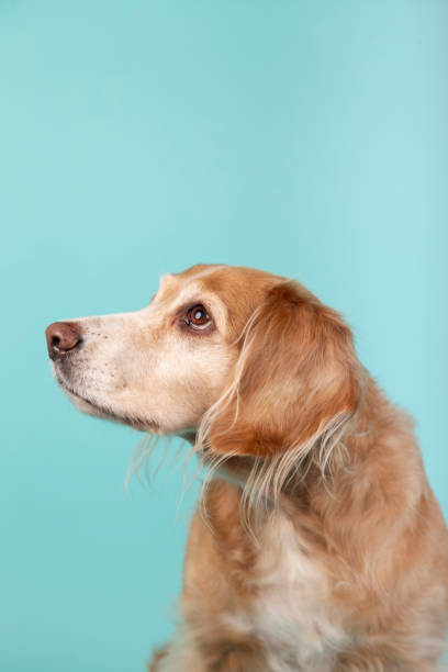 istock Mixed breed dog looking aside isolated on blue background. Studio portrait with copy space. 1203887744