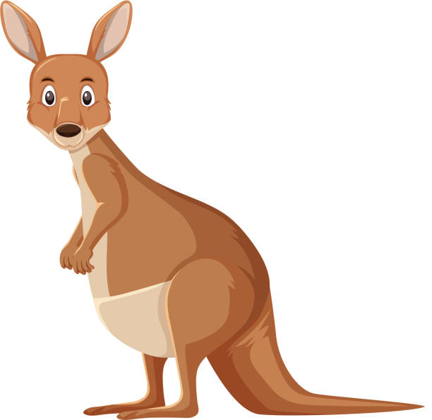 Cute kangaroo standing on white background Cute kangaroo standing on white background illustration joey stock illustrations