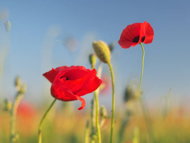 istock Red poppy flower portrait in meadow. 1203892194