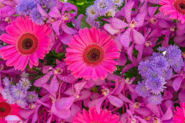 blumenhintergrund und verschiedene blumen oder set von dahlien, gerbera, gänseblümchen, nelken, rose, zinnia blumen - 16085 stock-fotos und bilder