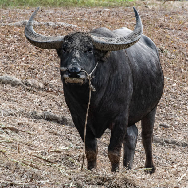 istock Big black bull in the pasture 1203894149